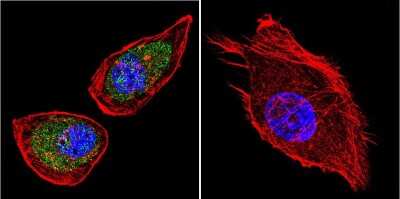 Immunocytochemistry/ Immunofluorescence: SLC8A3/NCX3 Antibody (C2C12) [NB120-2869]