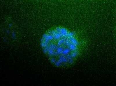 Immunocytochemistry/ Immunofluorescence: Sodium Potassium ATPase Alpha 1 Antibody (464.6) - Azide and BSA Free [NBP2-80956]