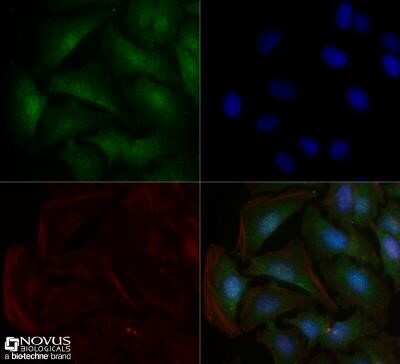 Immunocytochemistry/ Immunofluorescence: Sodium Potassium ATPase Alpha 1 Antibody (464.6) - Azide and BSA Free [NBP2-80956]