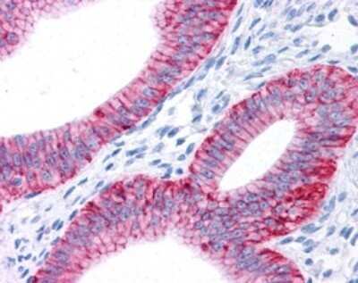 Immunohistochemistry: Sodium Potassium ATPase Alpha 1 Antibody (464.6) - Azide and BSA Free [NBP2-80956]