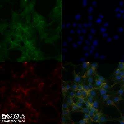 Immunocytochemistry/ Immunofluorescence: Sodium Potassium ATPase Alpha 1 Antibody (464.6) [NB300-146]