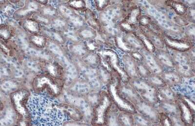 Immunohistochemistry-Paraffin: Sodium Potassium ATPase Alpha 1 Antibody (HL114) [NBP3-13660]