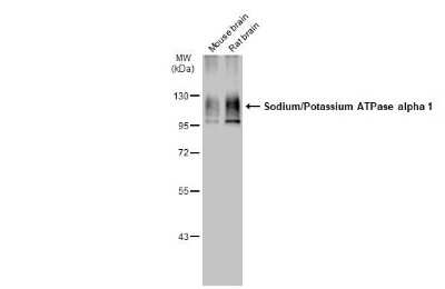 Western Blot: Sodium Potassium ATPase Alpha 1 Antibody (HL114) [NBP3-13660]