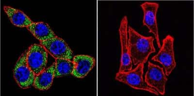 Immunocytochemistry/ Immunofluorescence: Sodium Potassium ATPase Alpha 3 Antibody (XVIF9-G10) - BSA Free [NB300-540]
