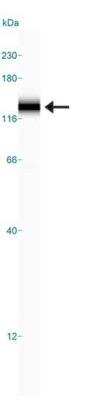 Simple Western: Sodium Potassium ATPase Alpha 3 Antibody (XVIF9-G10)BSA Free [NB300-540]