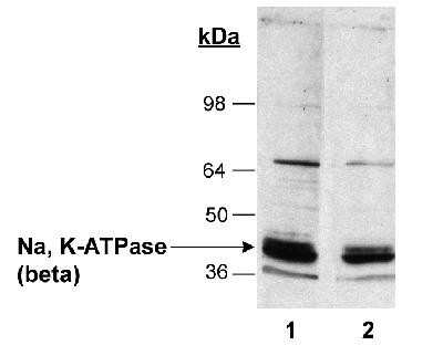 Western Blot: Sodium Potassium ATPase Beta 1 Antibody (464.8 (also known as 8A)) [NB300-147]
