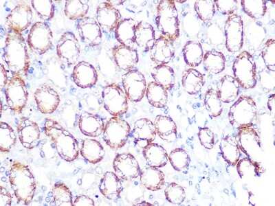 Immunohistochemistry-Paraffin: Sodium Potassium ATPase Beta 1 Antibody (4M5T3) [NBP3-16560]