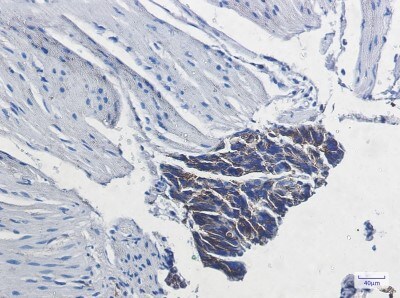 Immunohistochemistry-Paraffin: Sodium Potassium ATPase Beta 1 Antibody (S02-8B6) [NBP3-20085]