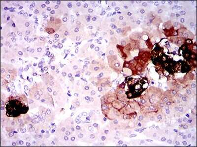 Immunohistochemistry-Paraffin: Somatostatin Antibody (7G5) - BSA Free [NBP2-37447]