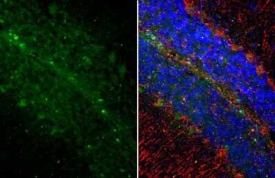 Immunohistochemistry-Paraffin: Somatostatin Antibody (HL1101) [NBP3-13719]