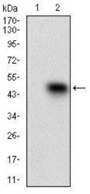 Western Blot: Somatostatin R3/SSTR3 Antibody (7H8E5)BSA Free [NBP2-37266]