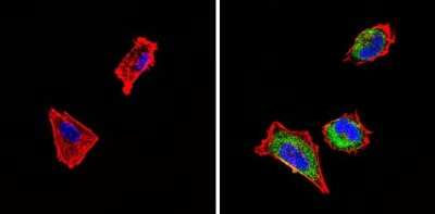 Immunocytochemistry/ Immunofluorescence: Somatostatin R4/SSTR4 Antibody [NB100-74539]