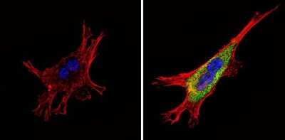 Immunocytochemistry/ Immunofluorescence: Somatostatin R4/SSTR4 Antibody [NB100-74539]