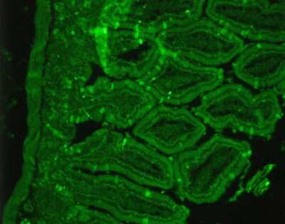 Immunohistochemistry-Paraffin: Somatostatin R2/SSTR2 Antibody [NB300-157]