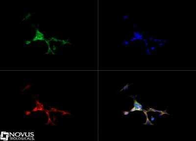 Immunocytochemistry/ Immunofluorescence: Sonic Hedgehog/Shh Antibody - BSA Free [NBP2-22139]