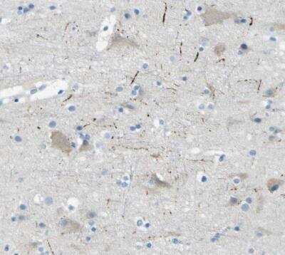 Immunohistochemistry-Paraffin: SorCS1 Antibody [NBP1-86096]
