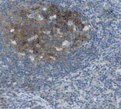 Immunohistochemistry-Paraffin: SorCS1 Antibody [NBP1-86096]