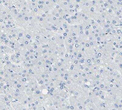 Immunohistochemistry-Paraffin: SorCS1 Antibody [NBP1-86096]