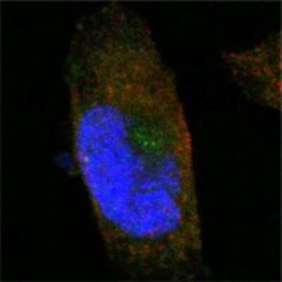 Immunocytochemistry/ Immunofluorescence: SorLA Antibody (3B6B11) - BSA Free [NBP1-28882]