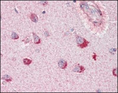 Immunohistochemistry-Paraffin: SorLA Antibody (3B6B11) - BSA Free [NBP1-28882]
