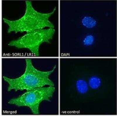 Immunofluorescence: SorLA Antibody [NB100-785]