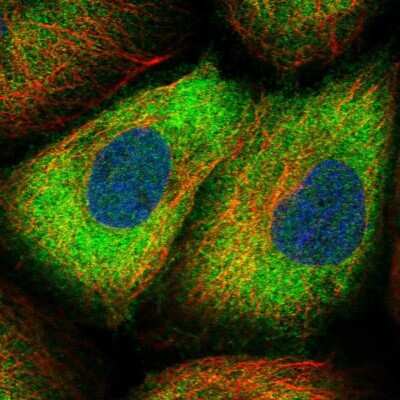 Immunocytochemistry/ Immunofluorescence: Sorbitol Dehydrogenase Antibody [NBP1-87416]