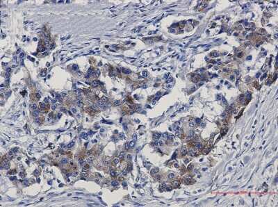 Immunohistochemistry-Paraffin: Sortilin Antibody (S02-6B4) [NBP3-15095]
