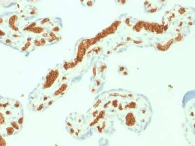 Immunohistochemistry-Paraffin: Spectrin alpha 1 Antibody (SPTA1/1832) [NBP2-79772]
