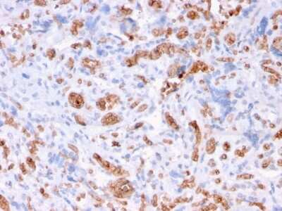 Immunohistochemistry-Paraffin: Spectrin alpha 1 Antibody (rSPTA1/1832) - Azide and BSA Free [NBP3-08317]