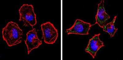 Immunocytochemistry/ Immunofluorescence: Spectrin beta 1 Antibody (4C3) [NB300-574]