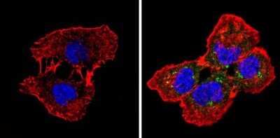Immunocytochemistry/ Immunofluorescence: Spectrin beta 1 Antibody (4C3) [NB300-574]