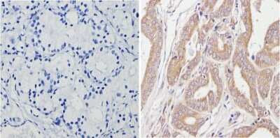 Immunohistochemistry-Paraffin: Spectrin beta 1 Antibody (4C3) [NB300-574]