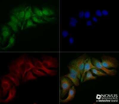 Immunocytochemistry/ Immunofluorescence: Spectrin beta 3 Antibody (1287A) - Azide and BSA Free [NBP2-80958]