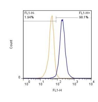 Flow (Cell Surface): Spectrin beta 3 Antibody (3B1NB) - Azide Free [NBP2-44311]