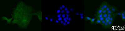 Immunocytochemistry/ Immunofluorescence: Spectrin beta 3 Antibody (3B1NB) - Azide Free [NBP2-44311]