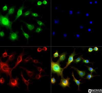 Immunocytochemistry/ Immunofluorescence: Spectrin beta 3 Antibody [NB110-58783]