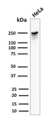 Western Blot: Spectrin beta 3 Antibody (SPTBN2/1582)Azide and BSA Free [NBP2-54488]