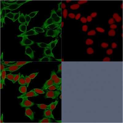 Immunocytochemistry/ Immunofluorescence: Spectrin beta 3 Antibody (SPTBN2/1583) [NBP2-53312]