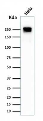 Western Blot: Spectrin beta 3 Antibody (SPTBN2/1584)Azide and BSA Free [NBP2-54439]