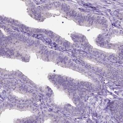 Immunohistochemistry-Paraffin: Speedy/Ringo Antibody [NBP2-49476]