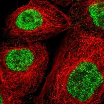 Immunocytochemistry/ Immunofluorescence: Sperm-associated antigen 7 Antibody [NBP1-90261]