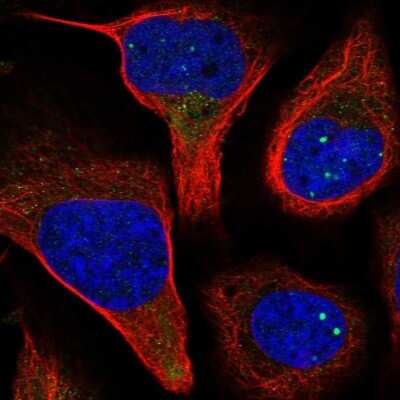 Immunocytochemistry/ Immunofluorescence: Spermine synthase Antibody [NBP1-87812]