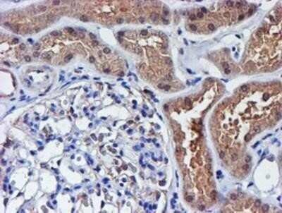 Immunohistochemistry: Spermine synthase Antibody (OTI3C9) - Azide and BSA Free [NBP2-74318]