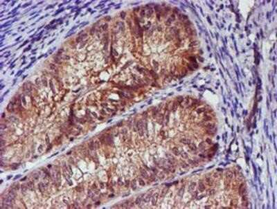 Immunohistochemistry-Paraffin: Spermine synthase Antibody (OTI3C9) [NBP2-00900]