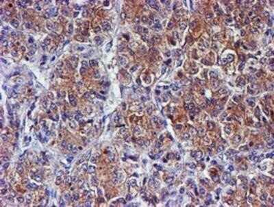 Immunohistochemistry-Paraffin: Spermine synthase Antibody (OTI3C9) [NBP2-00900]