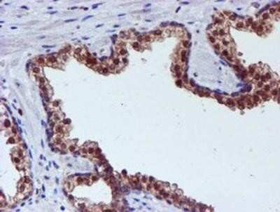 Immunohistochemistry-Paraffin: Spermine synthase Antibody (OTI3C9) [NBP2-00900]