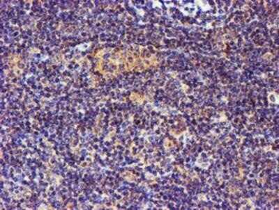 Immunohistochemistry-Paraffin: Spermine synthase Antibody (OTI3C9) [NBP2-00900]