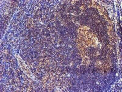 Immunohistochemistry-Paraffin: Spermine synthase Antibody (OTI3C9) [NBP2-00900]