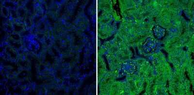 Immunocytochemistry/ Immunofluorescence: Spi2A Antibody (MoFo 29.2) [NB100-74541]