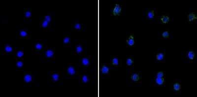 Immunocytochemistry/ Immunofluorescence: Spi2A Antibody (MoFo 29.2) [NB100-74541]